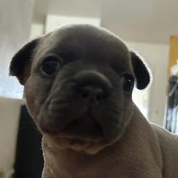 French Bulldogs from Frenchie Truffles