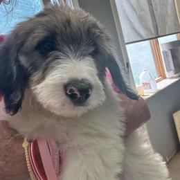 Ru - Merle-sable male Saint Berdoodle puppy in Batavia, Ohio from Donciedoodlesohio.com