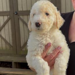 Orange - Kipper - Cream male Goldendoodle puppy in Jasper, Georgia from Owen Doodles