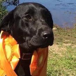 Labrador Retrievers from Meglyn Retrievers