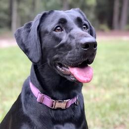 Birdie - Labrador Retriever