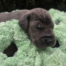 Sheila - Blue female Great Dane puppy in Granby, Missouri from HCR Great Danes