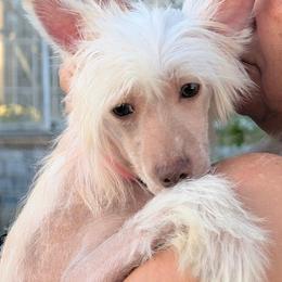 DaoDog Polar Bear - White and chocolate male Chinese Crested puppy in Highland Park, Michigan from Family Kennel Dao Dog