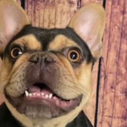French Bulldogs from Diamond Dreams French Bulldogs