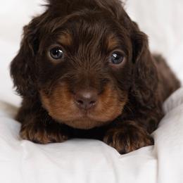 Winnie - Chocolate and tan female Dachshund puppy in Memphis, Tennessee from Lone River Dachshunds
