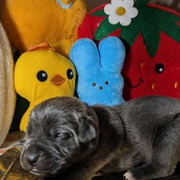 Gray collar: Rain - Gray female Cane Corso puppy in Franktown, Colorado from Earth and Ship Cane Corso