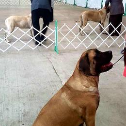 Mastiff All Grown Up from Deborah Hatch
