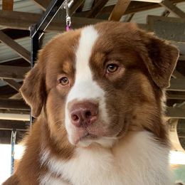 Hulk - Australian Shepherd