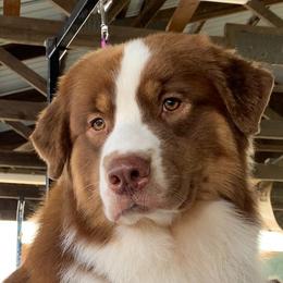 Hulk - Australian Shepherd