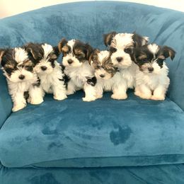 Biewer Terrier Puppies from Sweet Southern Puppies