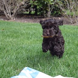 Australian Labradoodle Puppies from Australian Heritage Labradoodles