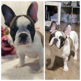 Piper - French Bulldog