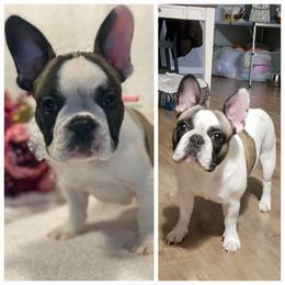Piper - French Bulldog
