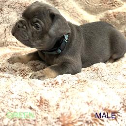 French Bulldog Puppies from Copa Frenchies