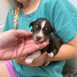 Brita - Red tri-color female Aussiedoodle puppy in Heber City, Utah from Junipersdoodles