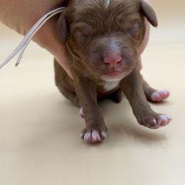 LIGHT BROWN - Red male Australian Labradoodle puppy in Sacramento, California from Adorable Labradoodle