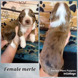 Girl 2 - Brown merle female Aussiedoodle puppy in Hillsboro, Illinois from Perfect Paws Puppies