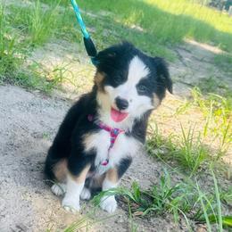 Luna - Black tri female Miniature Australian Shepherd puppy in Interlachen, Florida from Lucky Bones Miniature Australian Shepherds