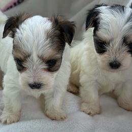 Morkie puppies from Our Yorkie and Morkie Puppies of Summerville, South Carolina.