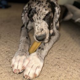 Korra - Mantle female Great Dane puppy in Gainesville, Georgia from DeBruce Danes