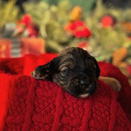 Mr. Reddington. - Black white and tan male Cockapoo puppy in Midwest City, Oklahoma from Strawberry Hill Puppy Patch