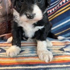 Bordoodle Puppies from JM Lazy S Doodles