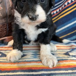 Bordoodle Puppies from JM Lazy S Doodles