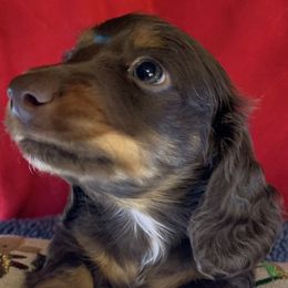 Stetson - Chocolate and tan Dachshund puppy in Bakersfield, Missouri from Hocomo Hollow Doxies
