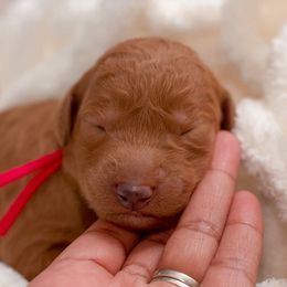 Goldendoodle Puppies from Small World Doodles