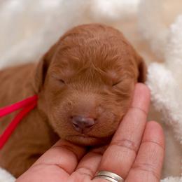Goldendoodle Puppies from Small World Doodles