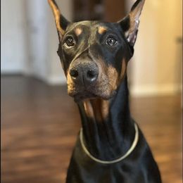 Doberman Pinschers from Driftwood Dobermans