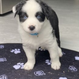 Australian Shepherd Puppies from Lil' Blue Blessings