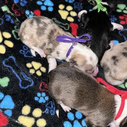 Purple - Red merle and white female American Corgi puppy in Flat Rock, Alabama from Fluffy Butt Acres