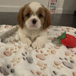 Cavalier King Charles Spaniel Puppies from Central Valley Cavaliers