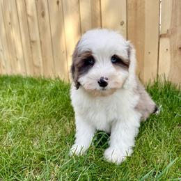 Wilson - Blue merle male Aussiedoodle puppy in Heber City, Utah from Junipersdoodles