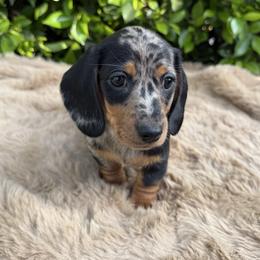 Maya - Dapple female Dachshund puppy in Temecula, California from Naomi Magee's Dachshund Kennel