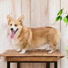 Lync - Pembroke Welsh Corgi
