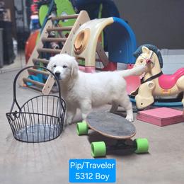 Pip boy 1 - Light golden male Golden Retriever puppy in Niles, Michigan from Composer Goldens
