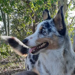 Char - Pembroke Welsh Corgi