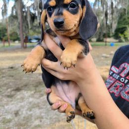 Dachshund Puppies from Shotzie Doxie Co.
