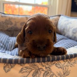 Dawson - Red male Australian Labradoodle puppy in Summerfield, North Carolina from Four Oaks Labradoodles