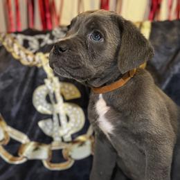 Maple - Gray female Cane Corso puppy in Cleveland, Ohio from Cleveland Corsos