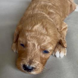 Boy 3 - Red  male Goldendoodle puppy in Meridian, Mississippi from Magnolia Poodles and Doodles