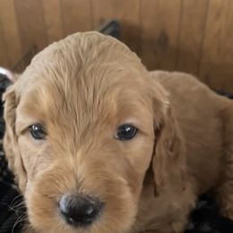 Goldendoodle and Poodle Puppies from Doodles by Design