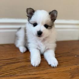Cleo - Cream sable parti female Pomeranian puppy in Yonkers, New York from Thepomcouple