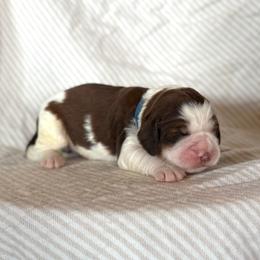 Billie The Kid - Liver white and tan male English Springer Spaniel puppy in Greenfield Center, New York from Ridgeview Springers & Dachshunds