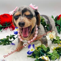 Chihuahua, Companion Cross, and Dachshund Puppies from Dachshund Family Love Breeders