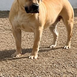 Mila - Boerboel