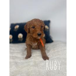 Ruby - Red  female Goldendoodle puppy in Smithfield, Kentucky from KBK9 Kennels