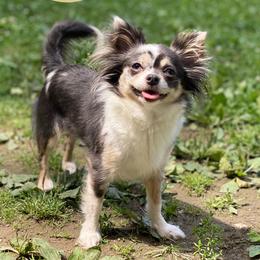 Aurora - Chihuahua